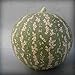 foto AGROBITS 10 semi/pack 12 generi Rare semi di anguria cinesi per scegliere dolce & amp; succo molto gustoso facile crescita Climbing Creeper BonsaÃ¯Pianta: A12 2024-2023