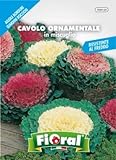 foto: acquista Sementi da fiore di qualità in bustina per uso amatoriale (CAVOLO ORNAMENTALE IN MISCUGLIO) on-line, miglior prezzo  nuovo 2024-2023 bestseller, recensione