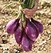 foto 500 semi lunghi rossi di Tropea Cipolla Seed/Rossa Lunga di Tropea (110 giorni) a impollinazione 2024-2023