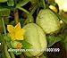 foto SEMI PLAT FIRM-2016New cimelio organici limone Cetriolo Semi - Semi di verdure 50pcs 2024-2023