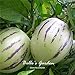 foto Semi 20pcs Pepino Semi pepino melone pera giardino domestico di DIY BonsaïPianta 2024-2023