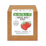 foto: acquista Garden Pocket - Fai crescere le tue FRAGOLE ROSSE - Kit di germinazione on-line, miglior prezzo EUR 14,90 nuovo 2024-2023 bestseller, recensione