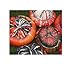 foto 8x Zucca Turco Tappo Grande Früchte- Patisson Seme Verdure KS440 2024-2023