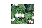 foto: acquista 50x Speciale Seme Melanzana White Uova - Melanzana Seme Verdure K59 on-line, miglior prezzo EUR 4,99 nuovo 2024-2023 bestseller, recensione