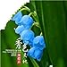 foto PLAT FIRM Germinazione I semi PLATFIRM-Zinnia (Zinnia Elegans Dahlia fiorito) - Cherry regina -100 Seeds 2024-2023