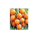 foto: acquista Shoopy Star Turno di carota Pariser Markt 4 - Daucus carota - 2550 semi on-line, miglior prezzo  nuovo 2024-2023 bestseller, recensione
