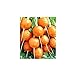 foto Shoopy Star Turno di carota Pariser Markt 4 - Daucus carota - 2550 semi 2024-2023