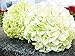 foto impianto di 10 pezzi di ortensia Paniculata vaniglia Fraise semi fragola ortensia di semi di bonsai in vaso di fiori per il giardino di casa 1 2024-2023