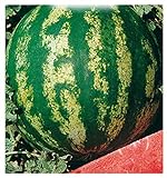foto: acquista 24 C.ca Semi Anguria Crimson Sweet - Citrullus lanatus In Confezione Originale Prodotto in Italia - Angurie on-line, miglior prezzo EUR 7,40 nuovo 2024-2023 bestseller, recensione
