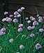 foto Erbe - Erba Cipollina Media Foglia - Allium schoenoprasum - 400 Semi - Confezione Risparmio 2024-2023