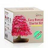 foto: acquista Fai crescere il tuo kit di bonsai - Fai crescere facilmente 4 tipi di alberi bonsai con il nostro kit di base completo di semi di bonsai per principianti - kit regalo con semi unici on-line, miglior prezzo EUR 17,99 nuovo 2024-2023 bestseller, recensione