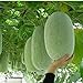 foto Pinkdose Quattro stagioni Grandi semi di melone d'inverno in vaso bonsai balcone piante frutta verdura per fai da te a casa & amp; giardino, facile da coltivare 10seeds 2024-2023