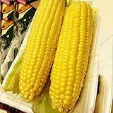foto: acquista Auntwhale Super Sweet Corn Seeds 50G Installato on-line, miglior prezzo EUR 12,99 nuovo 2024-2023 bestseller, recensione