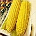 foto Auntwhale Super Sweet Corn Seeds 50G Installato 2024-2023