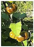 foto: acquista TROPICA - Melanzana rossa (Solanum aethiopicum) - 10 Semi- Africa on-line, miglior prezzo EUR 3,50 nuovo 2024-2023 bestseller, recensione