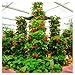 foto 100pcs / confezione gigante di fragola fragola scalare big red piante semi a casa garden 2024-2023