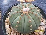 foto: acquista Astrophytum Asterias Nudun dollaro di sabbia cactus raro fiore di cactus di semi 30 semi on-line, miglior prezzo EUR 10,99 nuovo 2024-2023 bestseller, recensione