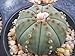foto Astrophytum Asterias Nudun dollaro di sabbia cactus raro fiore di cactus di semi 30 semi 2024-2023