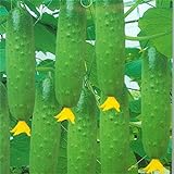 foto: acquista Harddo Cetriolo Seeds Green Vegetable Dutch Cucumber Cuke Seeds Mini Frutta on-line, miglior prezzo EUR 1,00 nuovo 2024-2023 bestseller, recensione