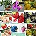 foto 1500 semi 15 tipi di semi di fragola nero, bianco, giallo, blu, rosso, giganti, arancio, pruple, verde giardino piante da frutto liberano la nave 2024-2023