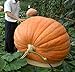 foto Portal Cool Piante 20Pcs zucca gigante bonsai Halloween commestibile non OGM alimentari ricco di sostanze nutritive 2024-2023