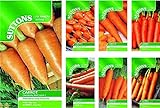 foto: acquista Portal Cool Nastro di semi di carota Amsterdam Per.: Suttons semi di carota pacchetti di semi on-line, miglior prezzo EUR 9,99 nuovo 2024-2023 bestseller, recensione