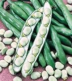 foto: acquista Shoopy Star Semi di zucca zucchine Beloplodny Bianco Verdura Organic Heirloom Russia Ucraina on-line, miglior prezzo  nuovo 2024-2023 bestseller, recensione