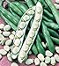 foto Shoopy Star Semi di zucca zucchine Beloplodny Bianco Verdura Organic Heirloom Russia Ucraina 2024-2023