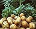 foto Pinkdose Rare semi Gaint patate non-OGM semi di frutta verdura Nutrizione verde cibo impianto esterno un regalo per giardino di casa 100 pc/bag: 4 2024-2023