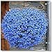 foto 400pcs! Famiglia perenne piante da giardino, fiore di lino blu fiori, piante in vaso sospeso, fiore blu semi di lino Hanging 2024-2023