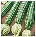foto 40 C.ca Semi Zucchino San Pasquale - Cucurbita Pepo In Confezione Originale Prodotto in Italia - Zucchine 2024-2023