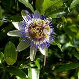 foto: acquista I semi di fiore della passione blu - Passiflora caerulea on-line, miglior prezzo EUR 3,44 nuovo 2024-2023 bestseller, recensione