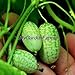 foto Di vendita caldo 20pcs / lot Bonsai Mini Anguria Pepquino Semi di frutta fai da te il giardino domestico 2024-2023