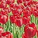 foto Kisshes Giardino - 100 Pezzi Bulbi di tulipano Semi di fiori Bulb Semi di fiori colorati Tulipani Bonsai Hardy Perenne 2024-2023