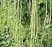 foto 10PCS cinese lungo fagioli Vigna unguiculata Semi lungo Fagiolo dall'occhio del serpente di fagioli biologici Piante semi commestibili Orto 2024-2023
