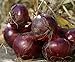 foto 100 semi di cipolla Cipolle giganti Eksibishen Organic russo Heirloom semi di verdure per giardino di casa 3 2024-2023