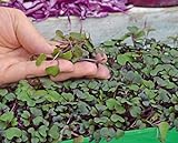 foto: acquista Microgreens - Cavolo rosso - foglie giovani dal gusto eccezionale - semi on-line, miglior prezzo EUR 4,09 nuovo 2024-2023 bestseller, recensione
