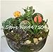 foto Pinkdose 100 Pz/Borsa Arcobaleno Mini Cactus Bonsai Piante grasse Rare Fioritura Interna Cactus Pianta Ornamenti da Giardino perenni Semillas De Flor: 13 2024-2023
