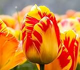 foto: acquista Semi 200pc olandese Cavolo tulipano. Aroma Tulip Plant (non è tulipano lampadine-lampadine trasporto deperibili) Advanced Seeds Bonsai Fiore on-line, miglior prezzo EUR 16,09 nuovo 2024-2023 bestseller, recensione
