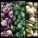foto SEMI PLAT FIRM- (400) commestibili semi di verdure asiatica rotonda bianco, viola Thai melanzana (Solanum Melongena) da Kitchenseeds 2024-2023