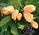 foto: acquista HABANERO PEACH (Usa) 10 SEMI peperoncino aroma fruttato color pesca on-line, miglior prezzo EUR 4,90 nuovo 2024-2023 bestseller, recensione