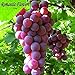foto PLAT firm-SEMI 30 semi/Pack, uva Frutta Seme Seme Albero da frutto piantine in vaso Piantine Kyoho di semi d'uva rossa Menzione Bambino 2024-2023