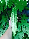 foto: acquista 15 Bitter semi di melone zucca ampalaya organici on-line, miglior prezzo EUR 10,99 nuovo 2024-2023 bestseller, recensione