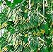 foto SEMI PLAT firm-100pcs Giappone semi di cetriolo mini frutta inorganico, semi di ortaggi, sapore di buona qualitÃ  della famiglia pianta da giardino di consegna 2024-2023