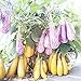 foto Visa Store 2018 vendita calda Davitu melanzana 'fiaba' semi di ortaggi gialli viola, 200 semi, confezione professionale, melanzane grandi organiche saporite 2024-2023