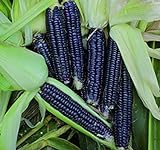 foto: acquista Shoppy Star: Seed Savers Exchange 1193 un'impollinazione di mais, nero Aztec, 50 Bustina di semi on-line, miglior prezzo  nuovo 2024-2023 bestseller, recensione
