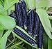 foto Shoppy Star: Seed Savers Exchange 1193 un'impollinazione di mais, nero Aztec, 50 Bustina di semi 2024-2023