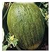 foto 90 C.ca Semi Melone Valenciano Temprano - Cucumis Melo In Confezione Originale Prodotto in Italia - Meloni valenciani 2024-2023