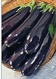 foto: acquista PLAT FIRM Germinazione dei semi: BIG PACK formato gigante semi Melanzana Lunga Pop. verdure medio-precoce dall'Ucraina on-line, miglior prezzo EUR 18,12 nuovo 2024-2023 bestseller, recensione