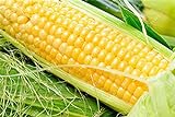 foto: acquista Pinkdose 100% reali 20 gialli semi di mais dolce NO-OGM ortaggio seme per il giardino domestico on-line, miglior prezzo  nuovo 2024-2023 bestseller, recensione